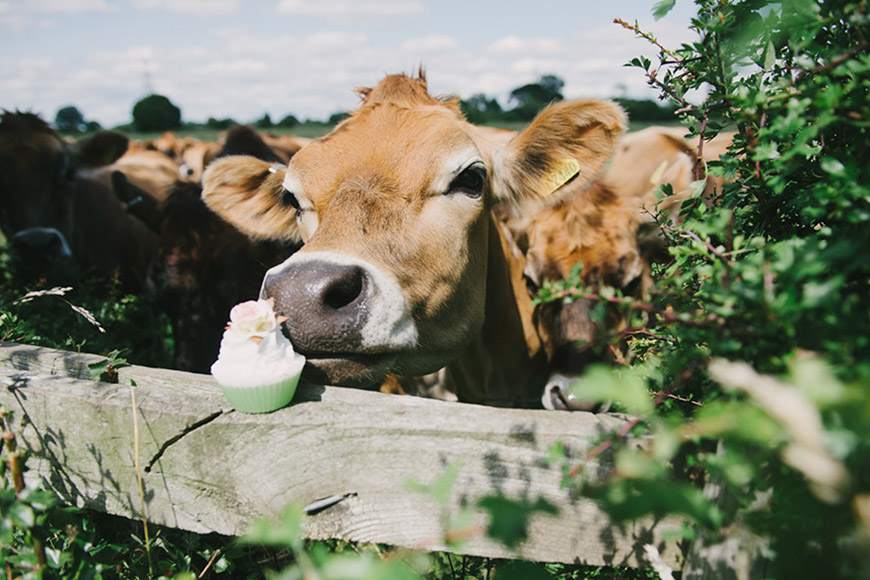 yorkshire soap gallery image of cow by marvellous design agency leeds.