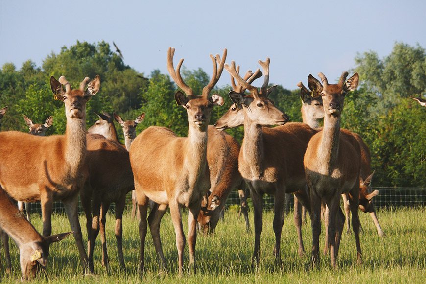 holme farmed venison gallery image of deer by marvellous design agency leeds.