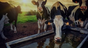ABP Livestock case study banner image Marvellous agency